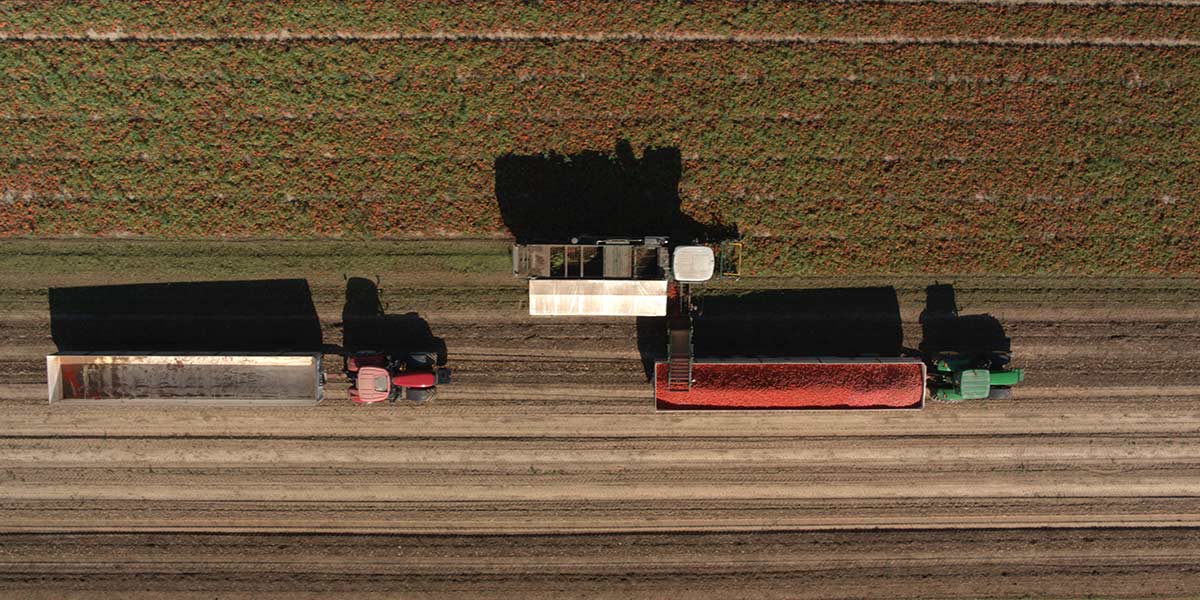 Al via la raccolta del pomodoro da industria nel Nord Italia